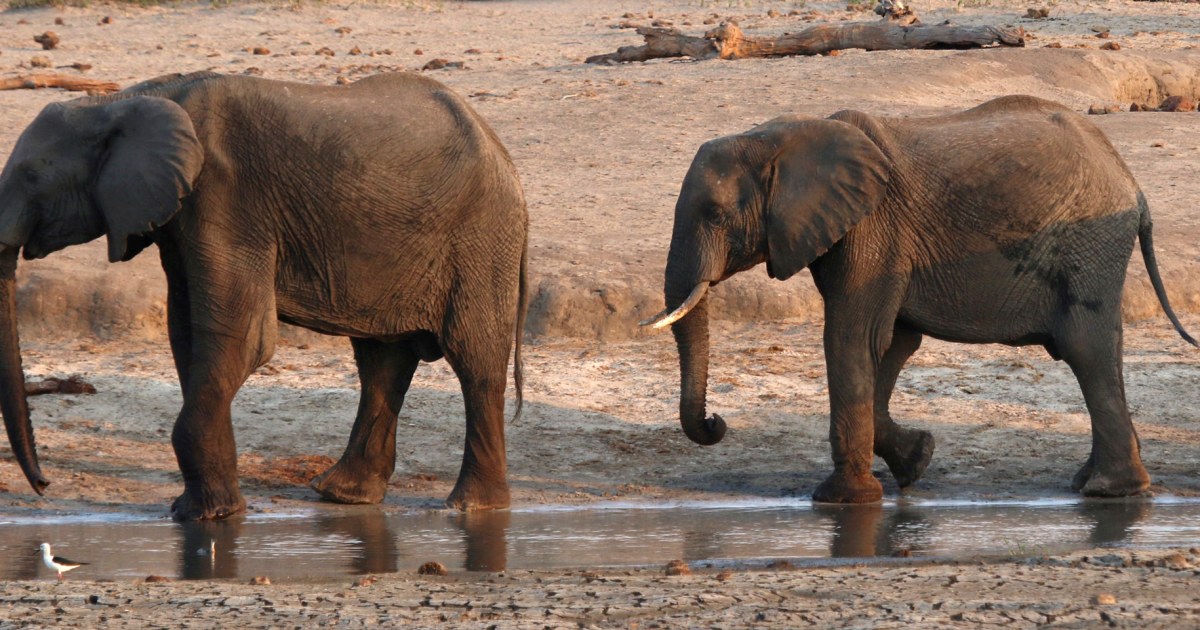 Zimbabwe to cull elephants to feed drought-starved people

